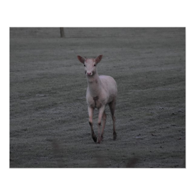 Póster Deer blanco (Anverso)