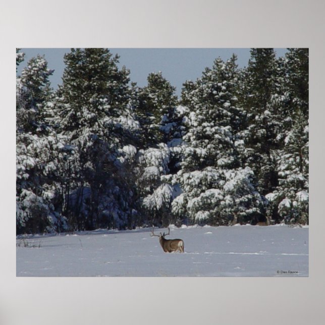 Póster Deer Buck D17 en árboles de nieve (Frente)