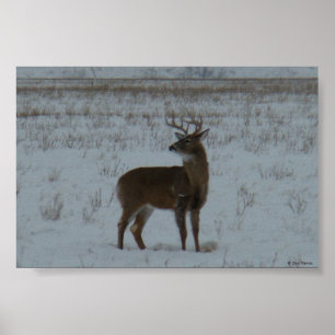 Póster Deer Buck de cola blanca D11 en Nieve