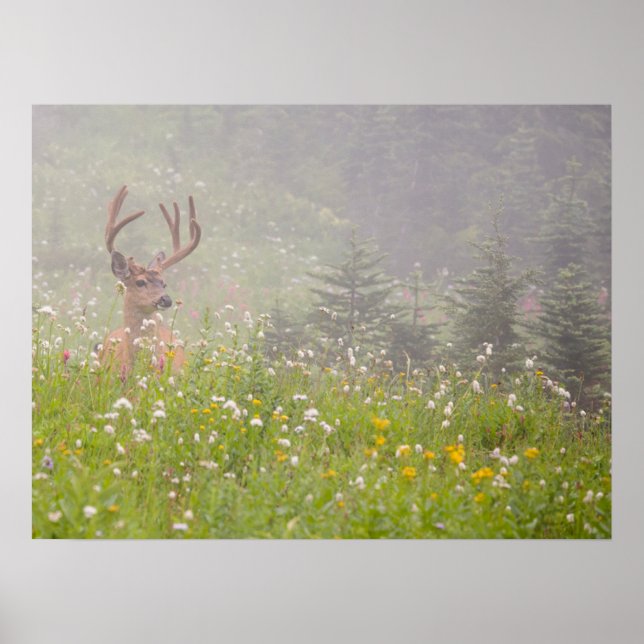 Póster Deer Buck | Parque nacional Monte Rainier (Frente)