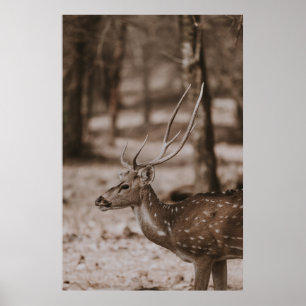 PÓSTER DEER CON ANTLERS