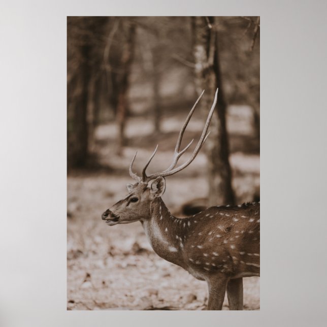 PÓSTER DEER CON ANTLERS (Frente)