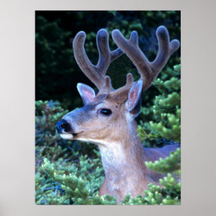 Póster Deer de cola negra   Parque nacional olímpico