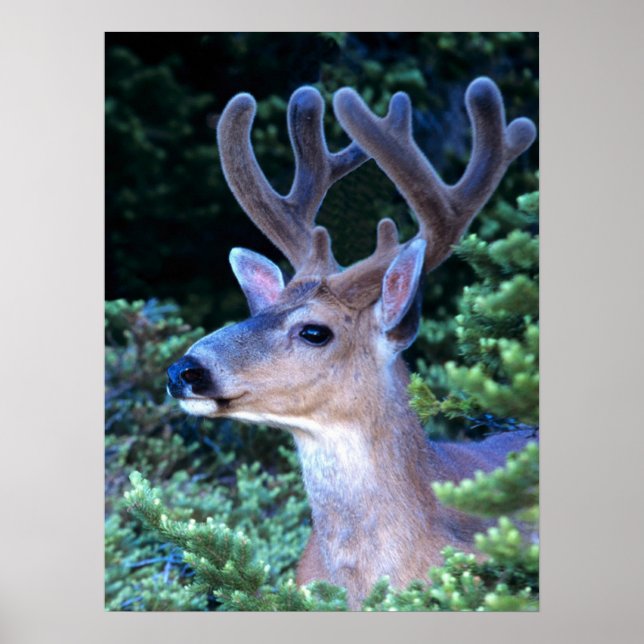 Póster Deer de cola negra | Parque nacional olímpico (Frente)