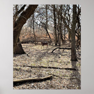 Póster Deer en el Poster de Bosques
