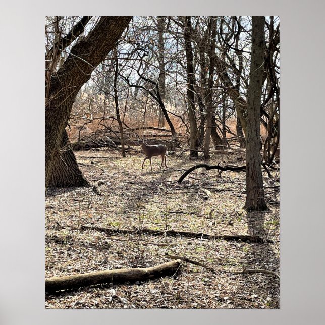 Póster Deer en el Poster de Bosques (Frente)