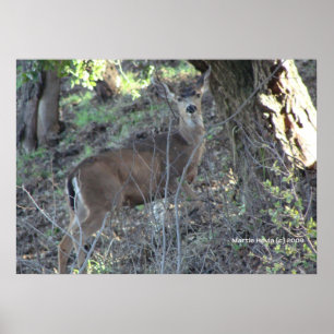 Póster Deer en Woods