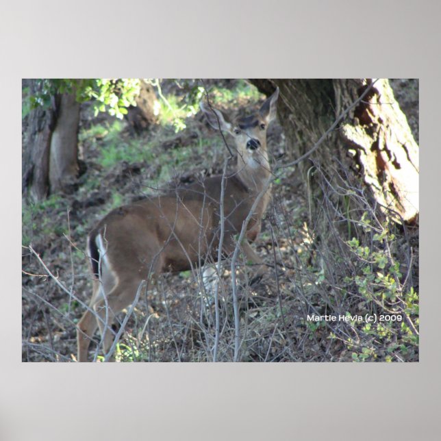 Póster Deer en Woods (Frente)