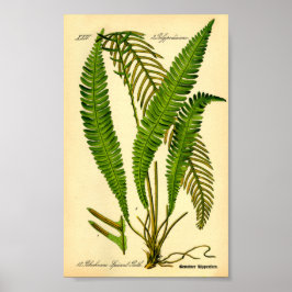 Póster Deer Fern (Blechnum spicant)