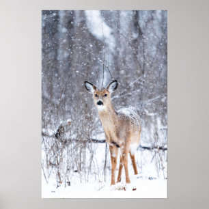 Póster Deer in the Snow