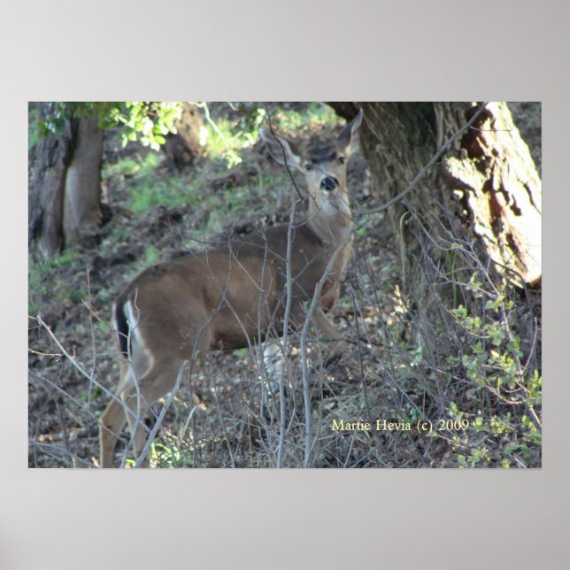 Póster Deer in Woods - Seleccione su marco (Frente)
