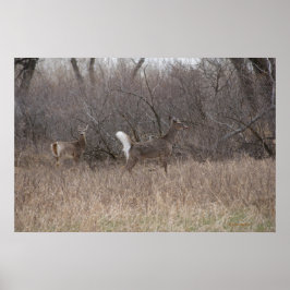 Póster Deer Spring Bucks D2 de cola blanca en Cottonwoods