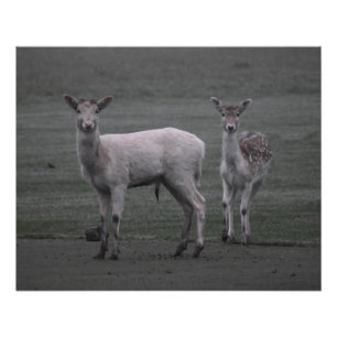 Póster Deers
