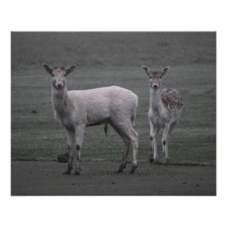 Póster Deers