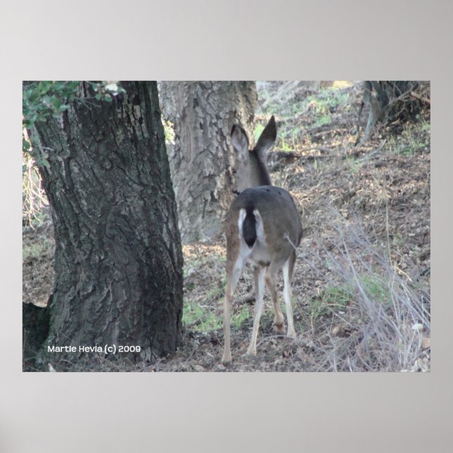 Póster Deer's Back (Frente)