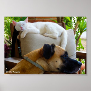 Póster Dejad que los gatos dormidos yacen