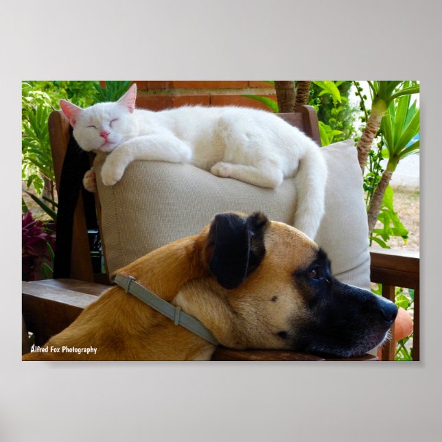 Póster Dejad que los gatos dormidos yacen (Frente)