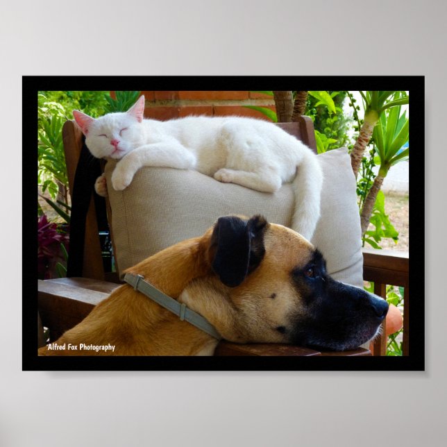 Póster Dejad que los gatos dormidos yacen (Frente)