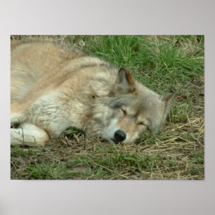 Póster dejar que mientan los lobos dormidos