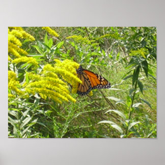 Póster Deje que la barra estropee la mariposa