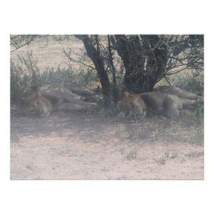 Póster Dejen que los leones soñolientos se acuesten
