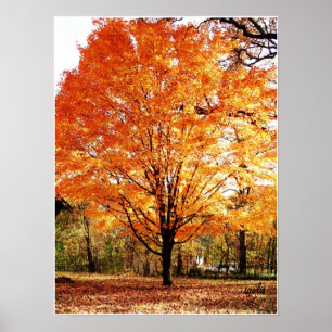 Póster del árbol de otoño, arce en otoño