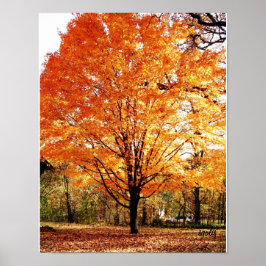 Póster del árbol de otoño, arce en otoño