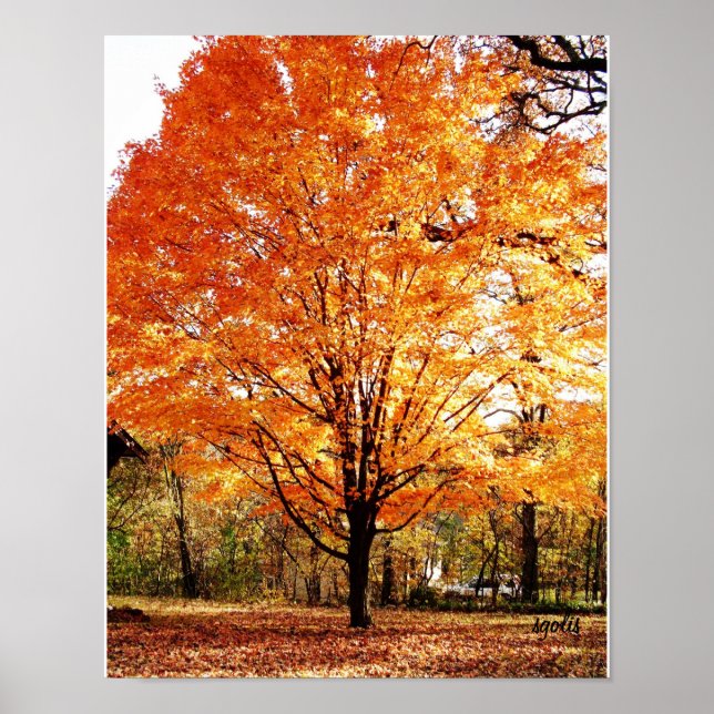 Póster del árbol de otoño, arce en otoño (Frente)
