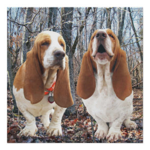 Poster del arbolado del grito Basset Hound
