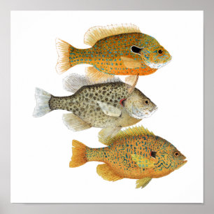 Poster del arte del Sunfish