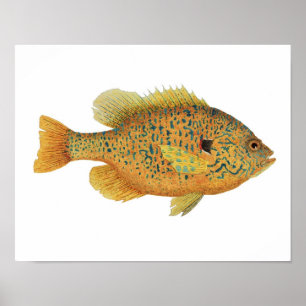 Poster del arte del Sunfish de Pumpkinseed