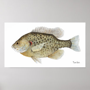 Poster del arte del Sunfish de Redear
