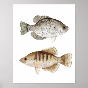 Poster del arte del tipo de pez negro y blanco
