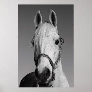 Poster del caballo blanco, impresión