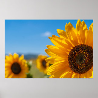 Póster del Campo de Girasoles