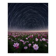 Póster del cielo nocturno con flores de cosmos y r