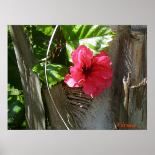 Póster Del del enamorada de Amapola palmar