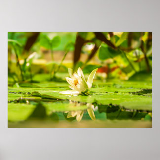 Póster del Jardín de Agua de Loto Blanco