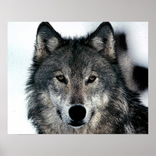 Póster del Lobo Gris