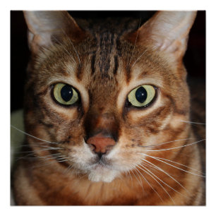 Poster del lustre del gato el mirar fijamente