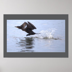 Póster del pájaro cormorán de doble cresta