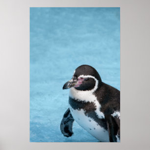 Póster del Pingüino de Magallanes