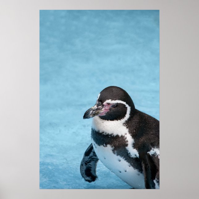 Póster del Pingüino de Magallanes (Frente)