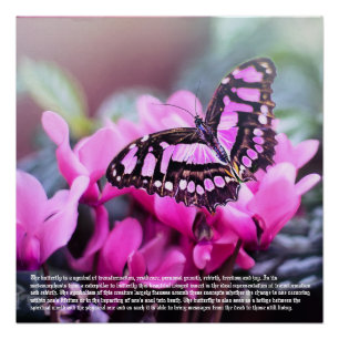 Poster del Simbolismo de Mariposa