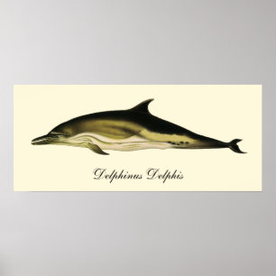 Póster Delfín Delphinus Delphis, Animales Marinos Antiguo
