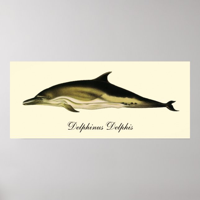 Póster Delfín Delphinus Delphis, Animales Marinos Antiguo (Frente)