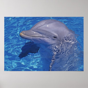 Póster Delfín embotellado, Tursiops Truncatus