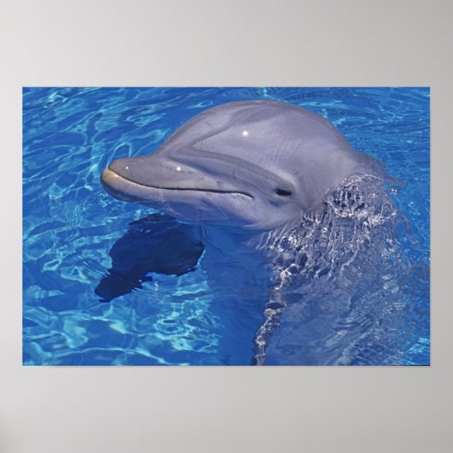 Póster Delfín embotellado, Tursiops Truncatus (Frente)