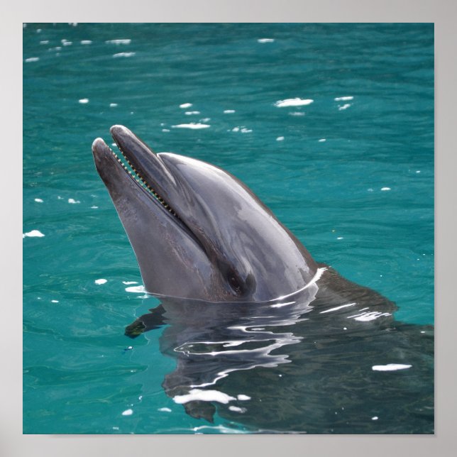 Póster Delfín en verde (Frente)