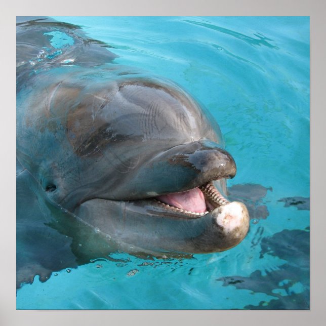 Póster Delfín feliz (Frente)